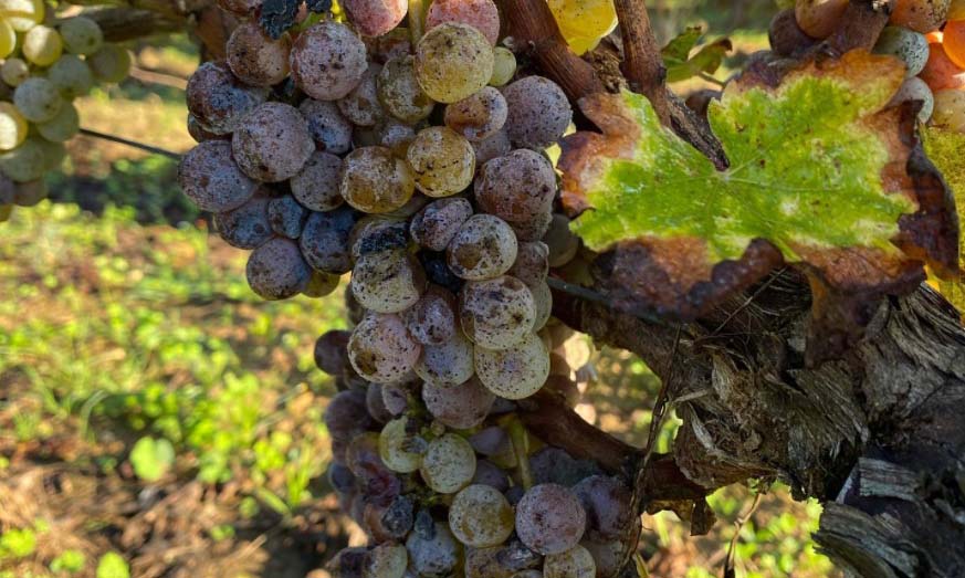 Gonet Medeville, Bordeaux Gonet Medeville, Bordeaux